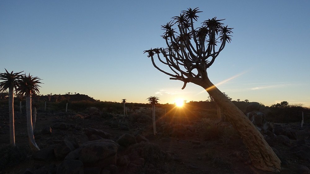 quivertree.net - Escape to the Stars: Book Your Desert Adventure!